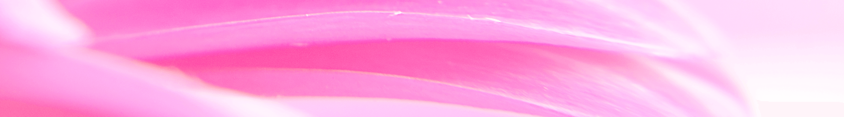 Close-up of soft pink petals representing the essence of women's timeless perfume collection.