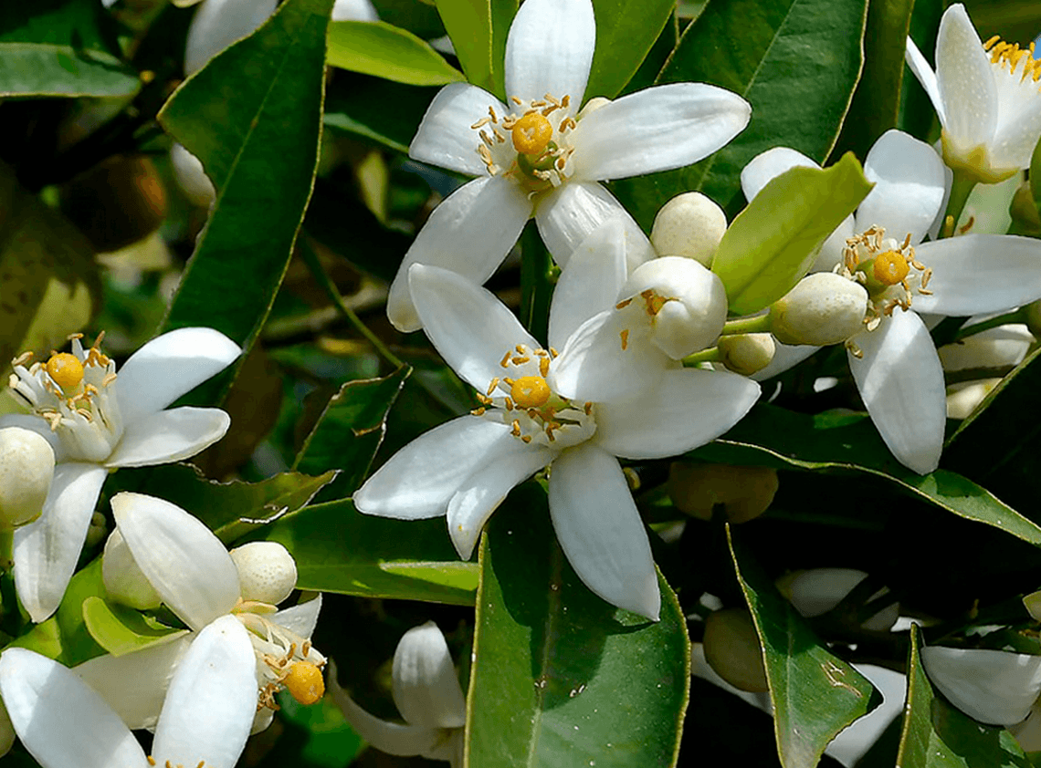 Neroli fragrance note by Mawwal